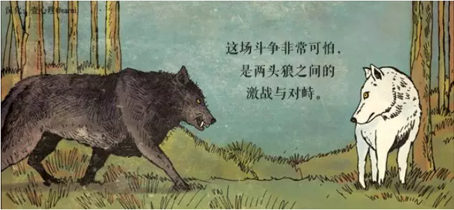 两只狼之间的激战