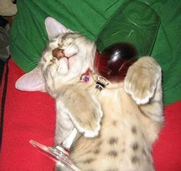 　项目书记兼办公室主任