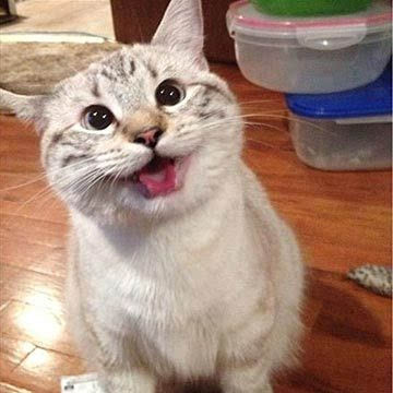 　　拍领导马屁的时候