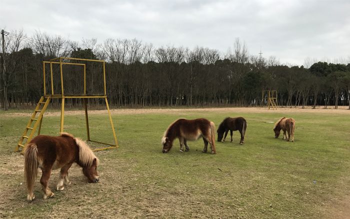 哇!好多小马儿~ 哇!好多小马儿~