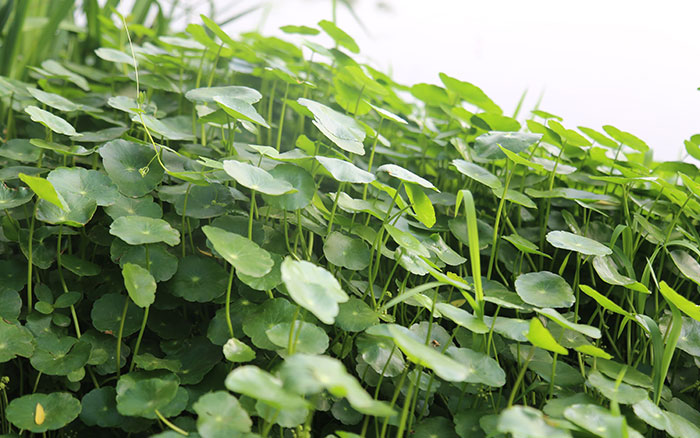 拍一片青色给你看 拍一片青色给你看