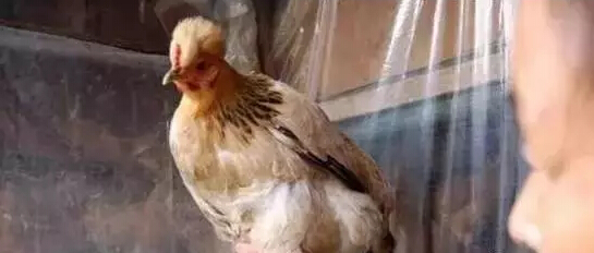 村民说：我家母鸡被吵的不下蛋了，施工队要赔偿损失&hellip;&hellip;