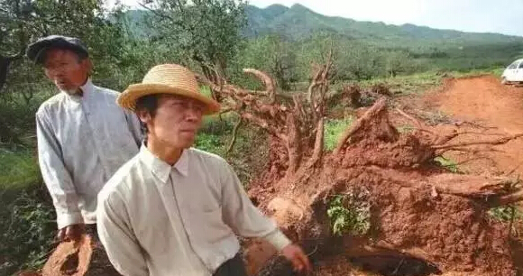 林业局说：修路砍树要补偿滴&hellip;&hellip;