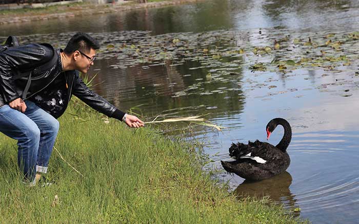 昔日逗&ldquo;马&rdquo;今日逗&ldquo;鹅&rdquo;