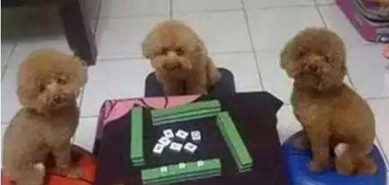 打麻将,三缺一 打麻将,三缺一